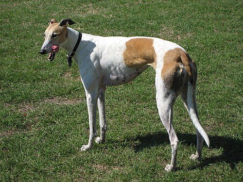 Greyhound — a Hound (AKC) breed