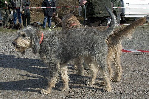Griffon Nivernais — a Hound (rare); FCI Group 6 breed