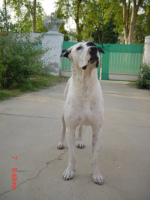 Gull Dong — a Subcontinental landrace (not kennel-club recognised) breed