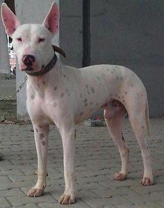 Gull Terrier — a Subcontinental landrace (not kennel-club recognised) breed