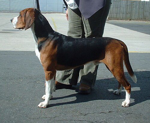 Hamiltonstovare — a Hound (AKC FSS); FCI Group 6 breed