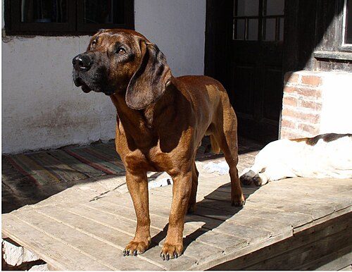 Hanover Hound — a Hound (rare); FCI Group 6 breed