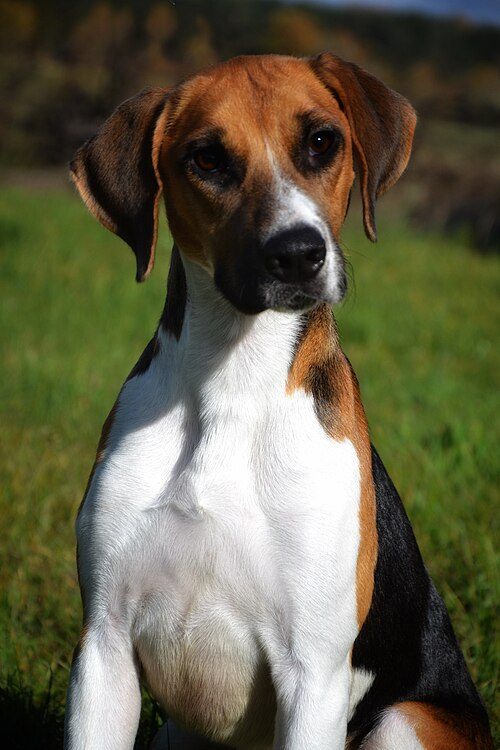 Harrier — a Hound (AKC); FCI Group 6 breed