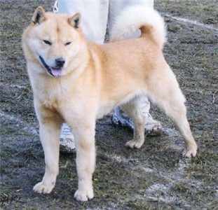 Hokkaido — a Primitive spitz; FCI Group 5 breed