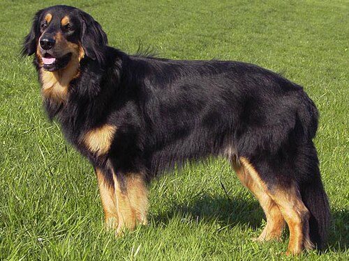 Hovawart — a FCI Group 2 breed