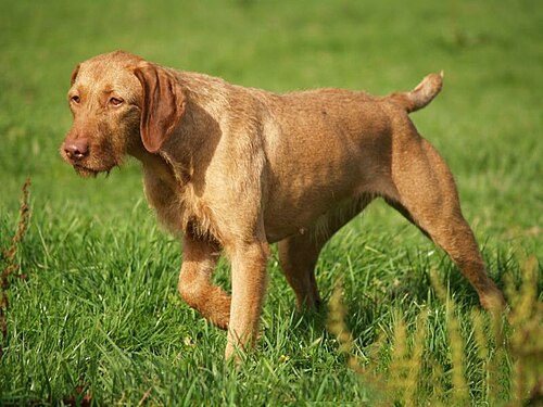Hungarian Wirehaired Vizsla — a Sporting (AKC); Gun Dog / FCI Group 7 breed