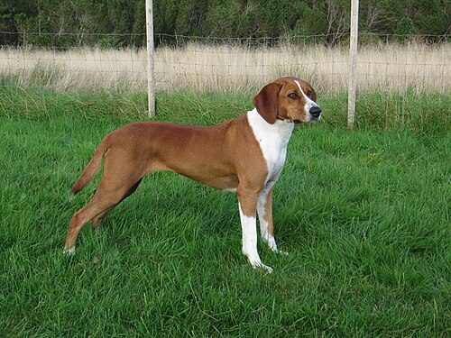 Hygenhund — a Hound (rare); FCI Group 6 breed