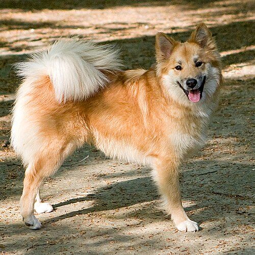 Icelandic Sheepdog — a Herding (AKC) breed