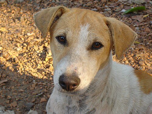 Indian Native Dog (INDog / Pariah) — a Landrace, not standard-registered; documented by the INDog Project breed