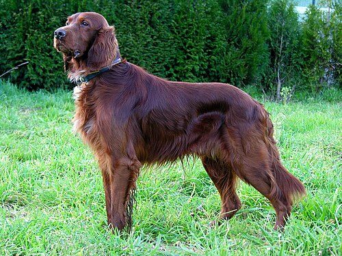 Irish Setter — a Sporting (AKC) breed