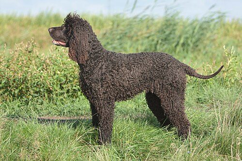 Irish Water Spaniel — a Sporting (AKC); Gun Dog / FCI Group 8 (water spaniel) breed