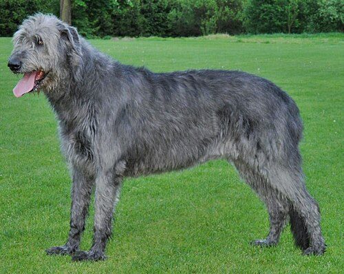Irish Wolfhound — a Hound (AKC) breed
