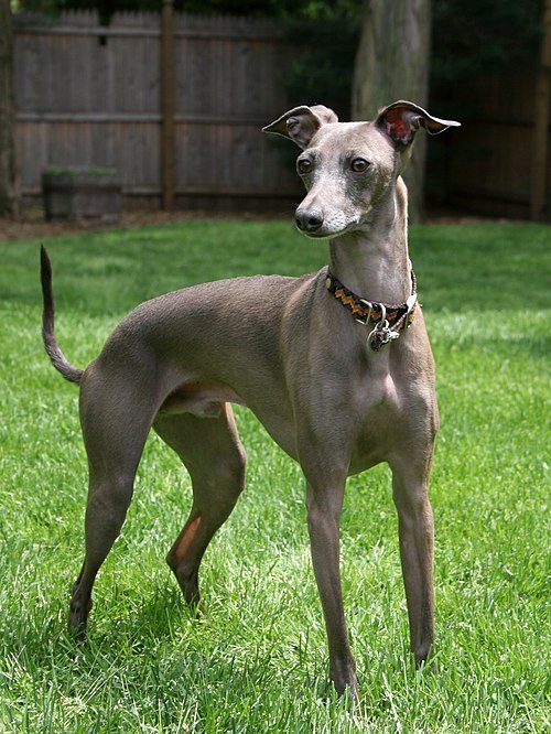 Italian Greyhound — a Toy (AKC) breed
