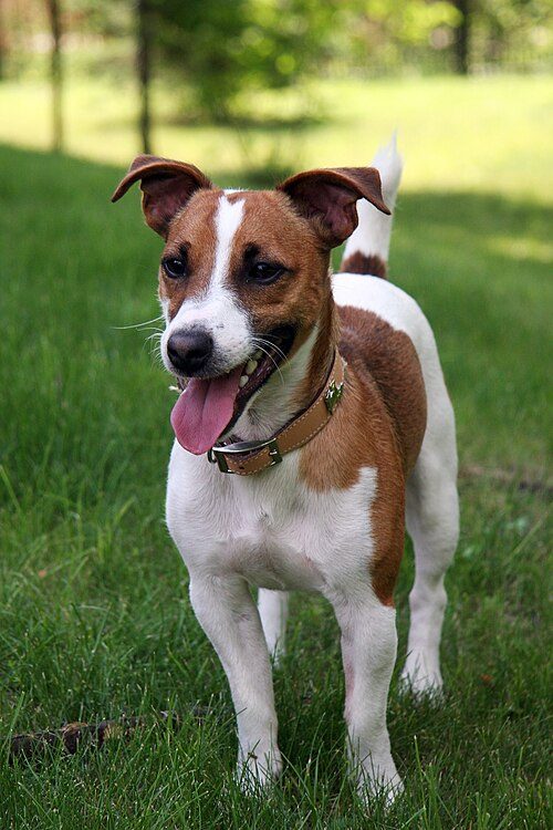 Jack Russell Terrier — a Terrier (AKC recognises the Parson Russell subgroup) breed