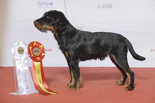 Jagdterrier (German Hunting Terrier) — a FCI Group 3 (Section 1); not AKC (UKC-recognised) breed