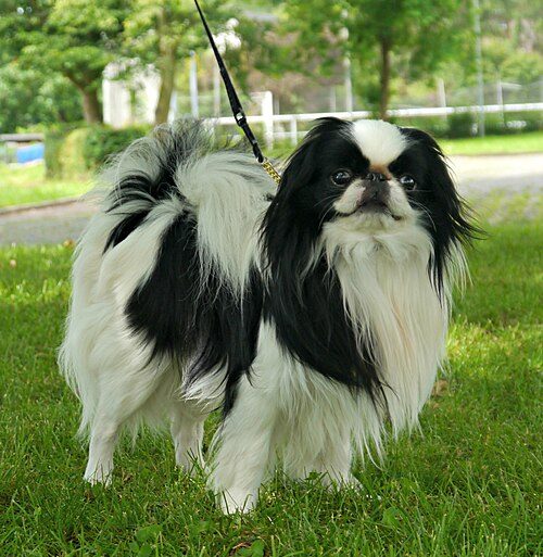 Japanese Chin — a Toy (AKC) breed