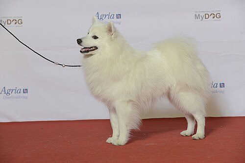 Japanese Spitz — a Spitz; FCI Group 5 breed