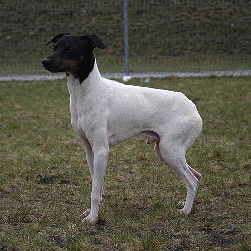 Japanese Terrier — a Toy / Companion; FCI Group 9 breed