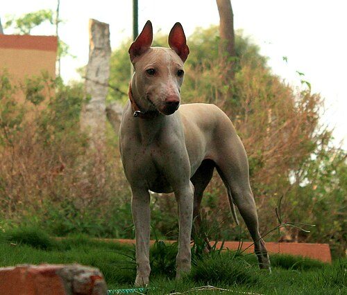 Jonangi — a Working / duck-herder; landrace breed