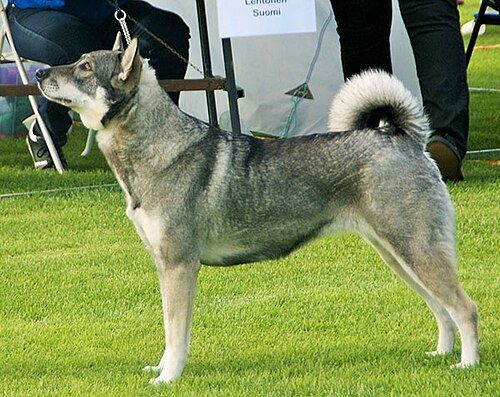 Jämthund (Swedish Elkhound) — a Spitz; big-game hunter; FCI Group 5 breed