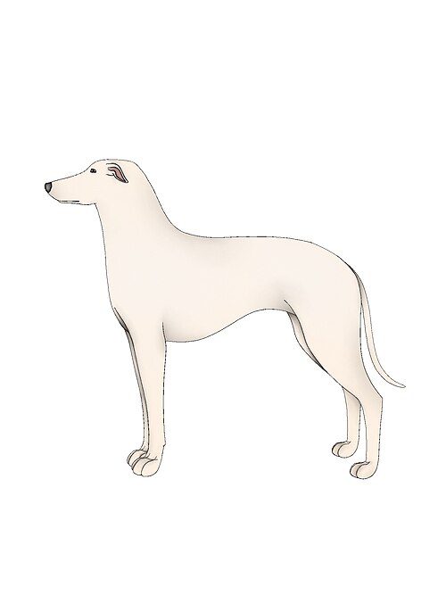 Kaikadi — a Small terrier-type / hunting breed