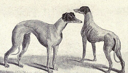 Kangaroo Dog — a Sighthound (landrace / lurcher type) breed