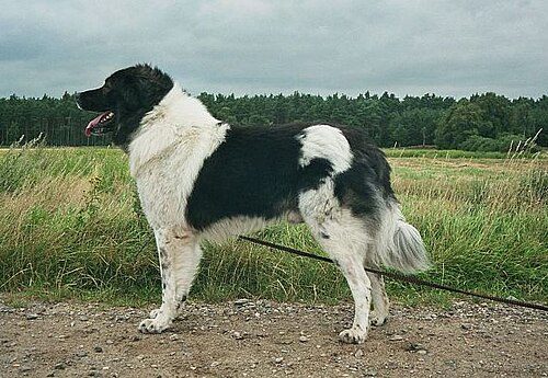 Karakachan Dog — a Livestock guardian (Bulgarian national breed) breed