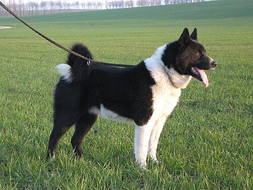 Karelian Bear Dog — a Working (UKC; not AKC) breed