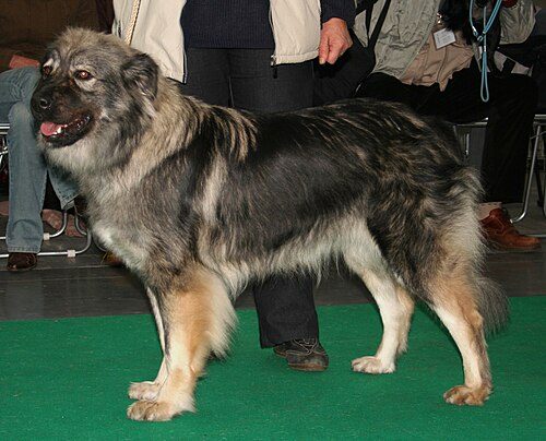 Karst Shepherd Dog — a FCI Group 2 breed