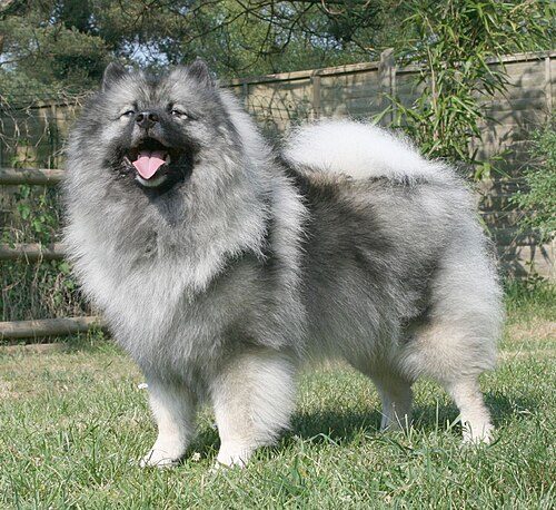 Keeshond — a Non-Sporting (AKC) breed
