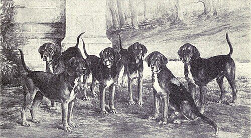 Kerry Beagle — a Hound (rare); not FCI-recognised breed
