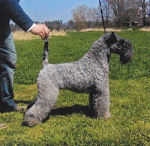 Kerry Blue Terrier — a Terrier (AKC); FCI Group 3 breed