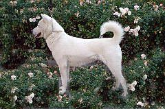 Kishu Ken — a Primitive spitz; FCI Group 5 breed