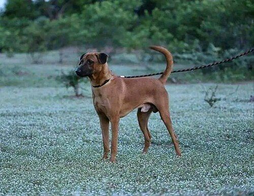 Kombai — a Working / guardian; documented, not KCI-standardised breed