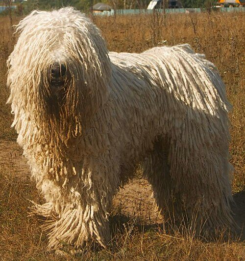 Komondor — a Working (AKC) breed