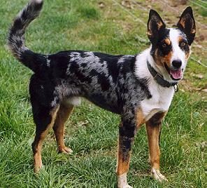 Koolie — a Herding (working breed; Australia) breed