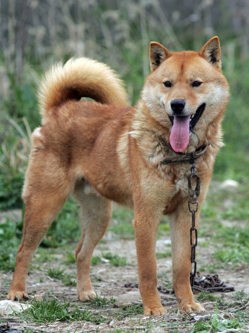 Korean Jindo — a Primitive spitz; FCI Group 5 breed