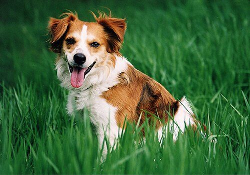Kromfohrlander — a Companion; FCI Group 9 breed