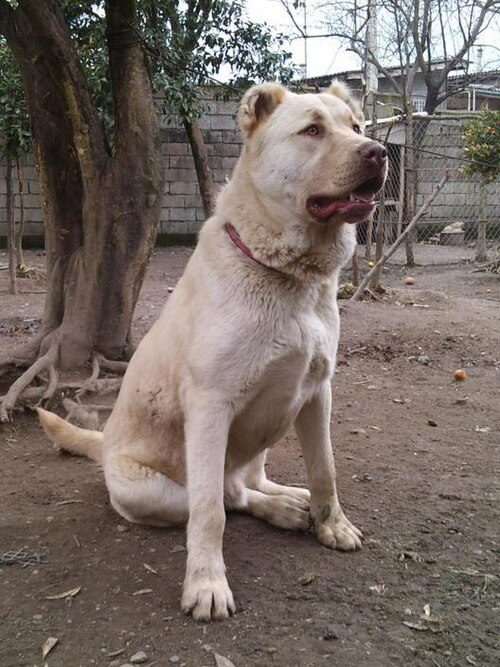 Kuchi Dog — a Working / LGD; landrace breed