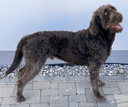 Labradoodle (Labrador × Poodle) — a Hybrid — not recognised as breed by AKC / KC breed