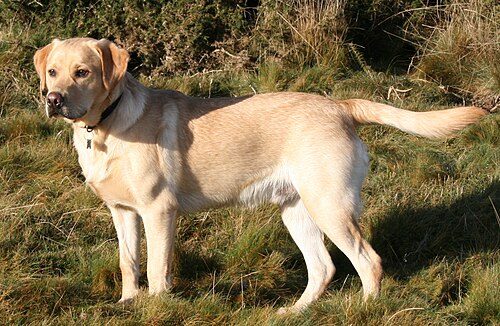 Labrador Retriever — a Sporting (AKC); Gun Dog (KC) breed