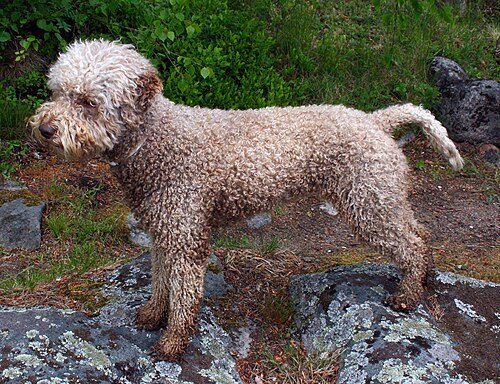 Lagotto Romagnolo — a Sporting (AKC) breed
