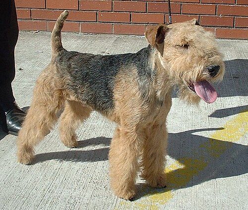Lakeland Terrier — a Terrier (AKC); FCI Group 3 breed