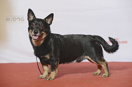 Lancashire Heeler — a Herding; FCI Group 1 (Kennel Club, vulnerable native breed) breed