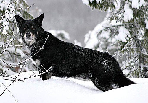 Lapponian Herder — a Spitz; reindeer herder; FCI Group 5 breed