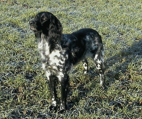 Large Munsterlander — a Sporting (UKC) breed
