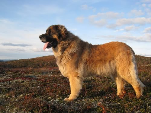 Leonberger — a Working (AKC) breed