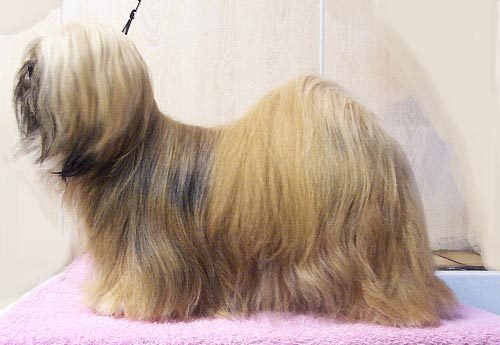 Lhasa Apso — a Non-sporting (AKC) breed