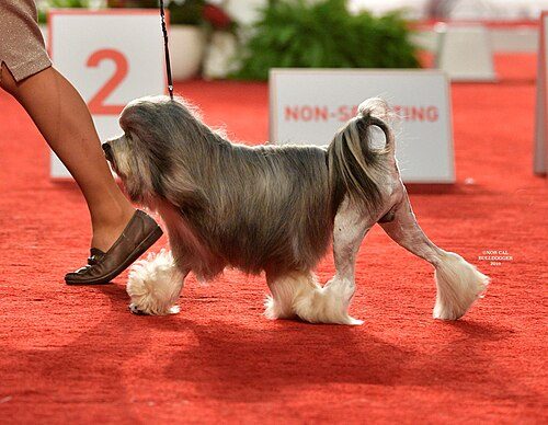 Lowchen (Little Lion Dog) — a Toy / Companion; FCI Group 9 breed