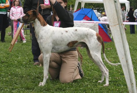 Magyar Agar (Hungarian Greyhound) — a Sighthound / FCI Group 10 breed